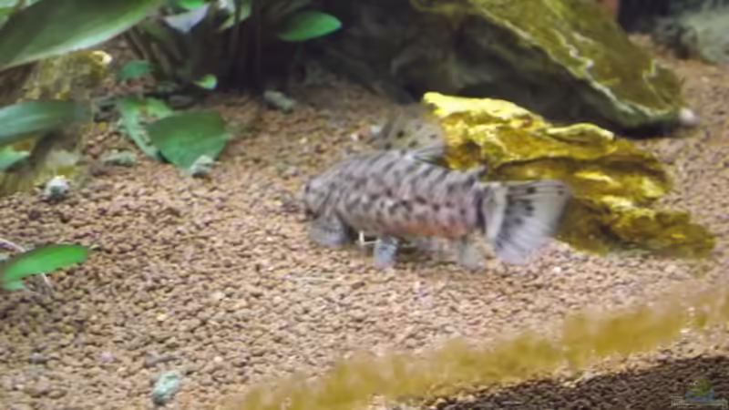 Besatz im Aquarium Rainbowland (aufgelöst) von Dr. Manhattan (34)