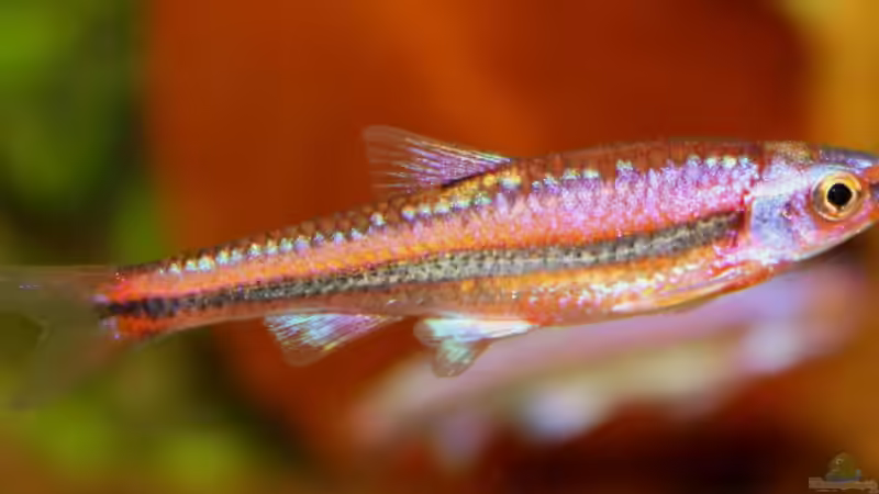 Besatz im Aquarium Rainbowshiner von die Perle... (42)