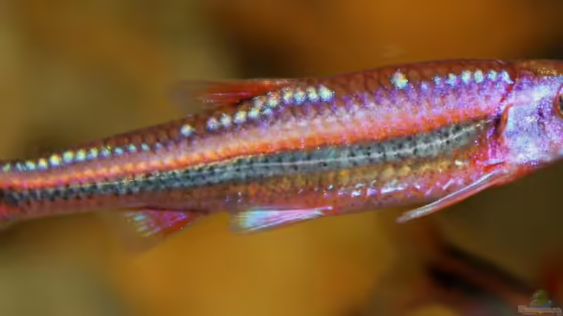 Besatz im Aquarium Rainbowshiner von die Perle... (43)