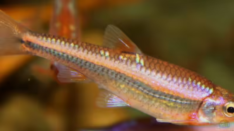 Besatz im Aquarium Rainbowshiner von die Perle... (45)