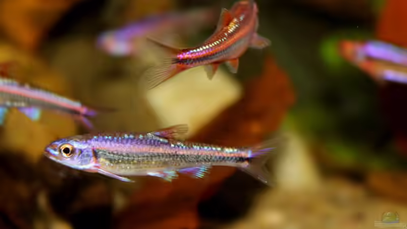 Besatz im Aquarium Rainbowshiner von die Perle... (46)