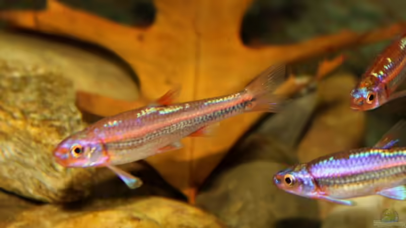 Besatz im Aquarium Rainbowshiner von die Perle... (47)