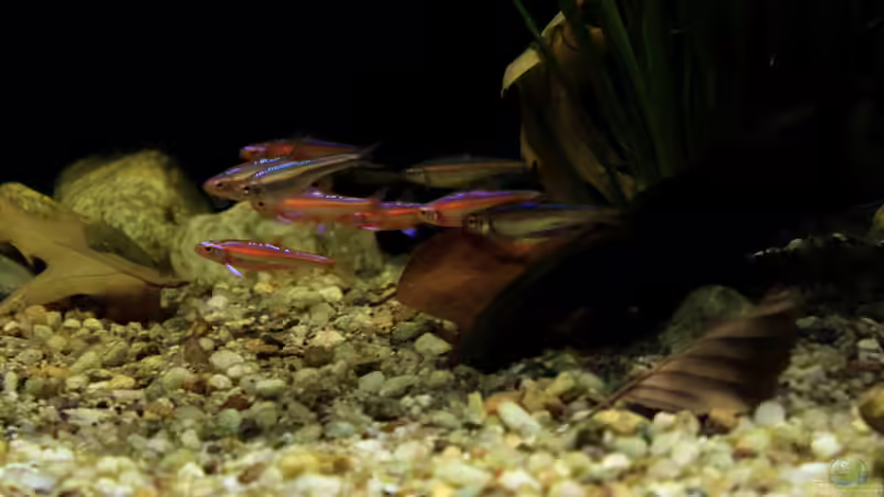 Besatz im Aquarium Rainbowshiner von die Perle... (49)