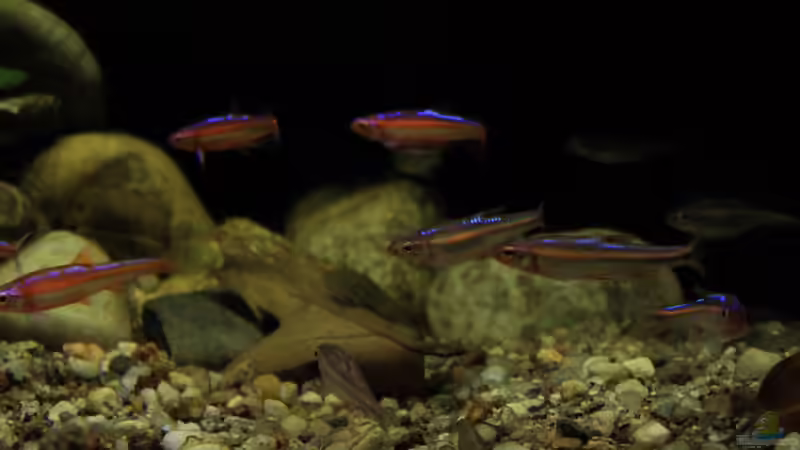 Besatz im Aquarium Rainbowshiner von die Perle... (50)