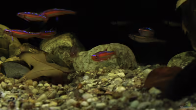 Besatz im Aquarium Rainbowshiner von die Perle... (51)