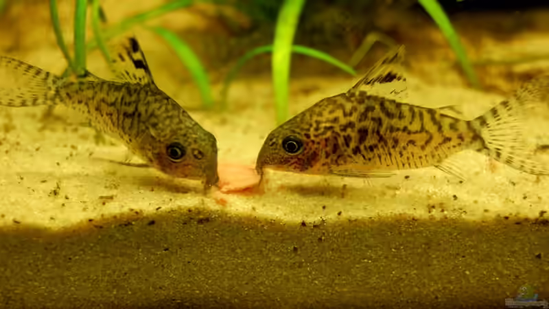 Besatz im Aquarium Ratisbona von Danubia (10)