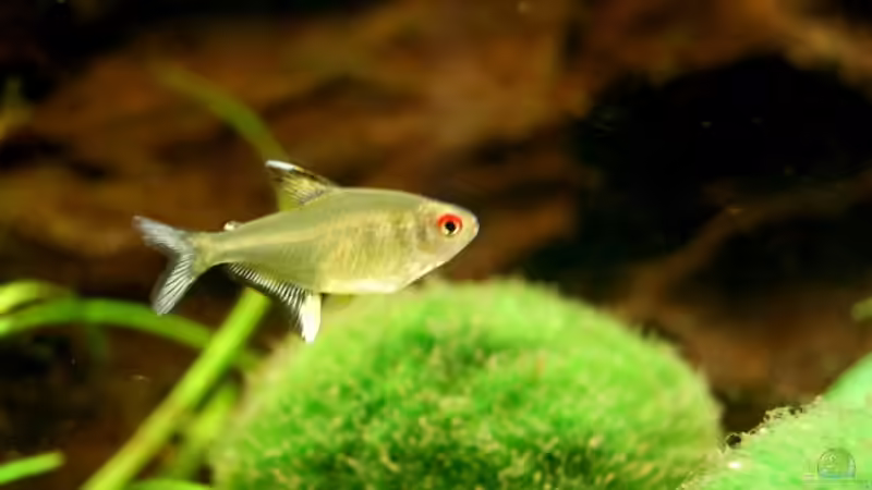 Besatz im Aquarium Ratisbona von Danubia (11)