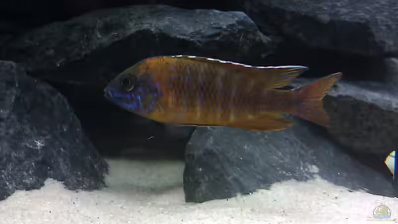 Besatz im Aquarium Raumteiler von 360° Malawi (12)