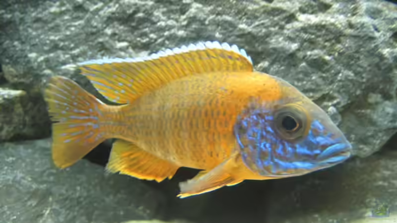 Besatz im Aquarium Raumteiler von 360° Malawi (13)