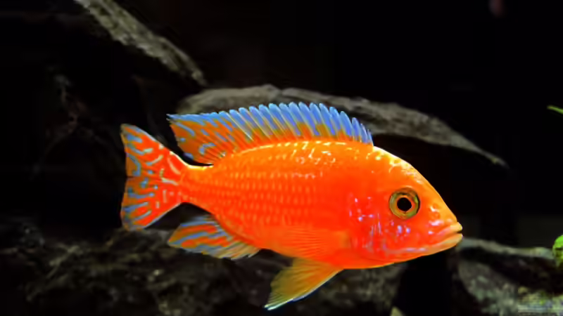 Besatz im Aquarium Raumteiler von 360° Malawi (14)