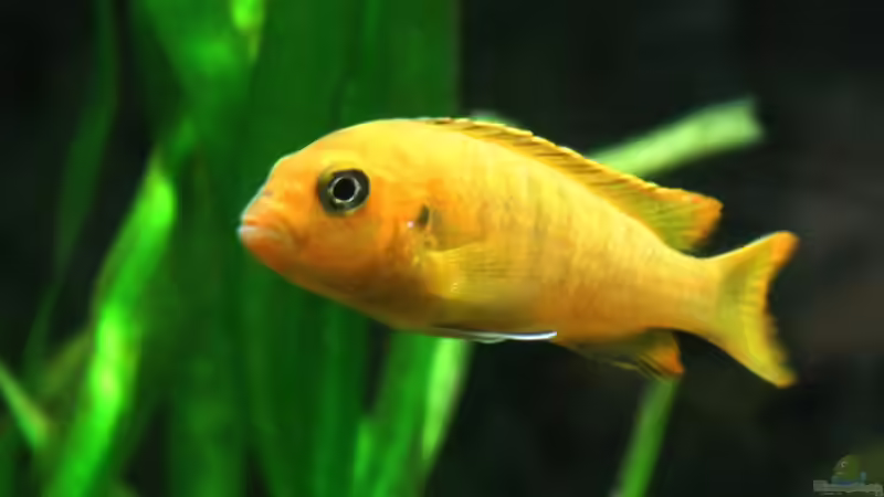 Besatz im Aquarium Raumteiler von 360° Malawi (16)