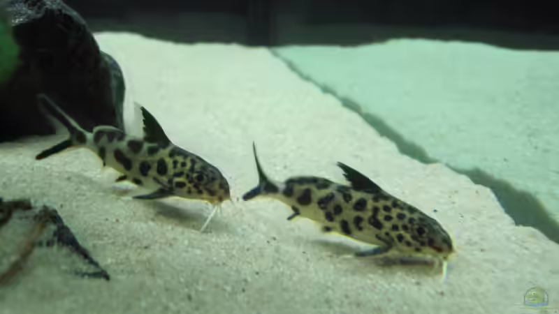 Besatz im Aquarium Raumteiler von 360° Malawi (17)