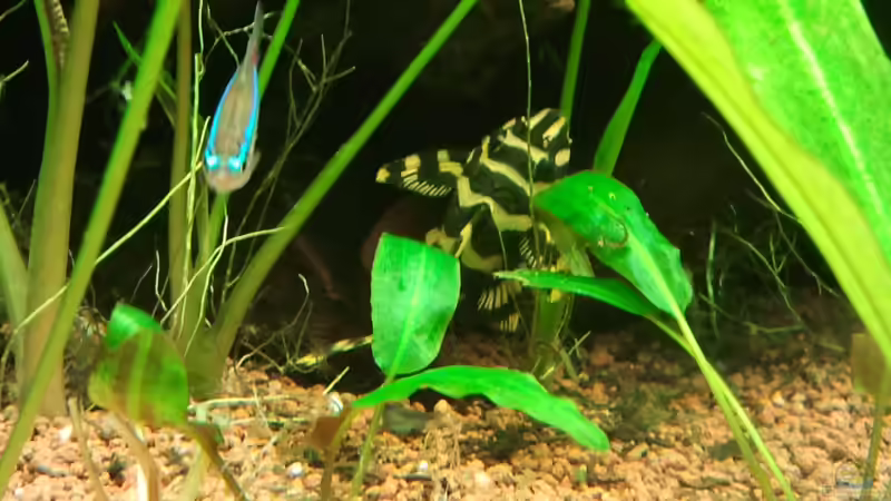 Besatz im Aquarium Raumteiler von Jens Hug (14)