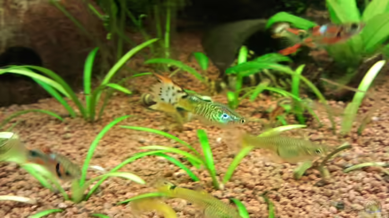 Besatz im Aquarium Raumteiler von Jens Hug (18)