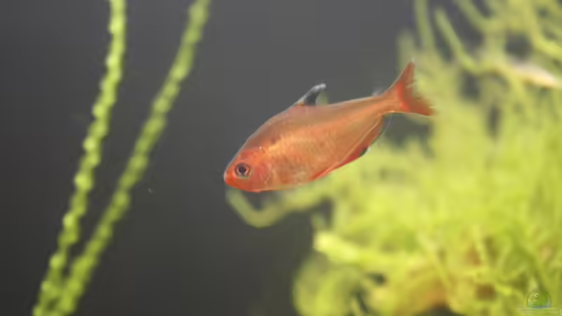 Besatz im Aquarium Raumteiler von nola46 (39)