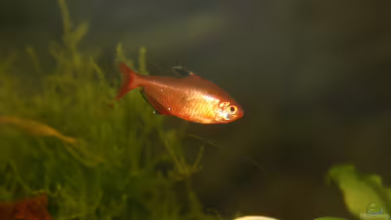 Besatz im Aquarium Raumteiler von nola46 (40)