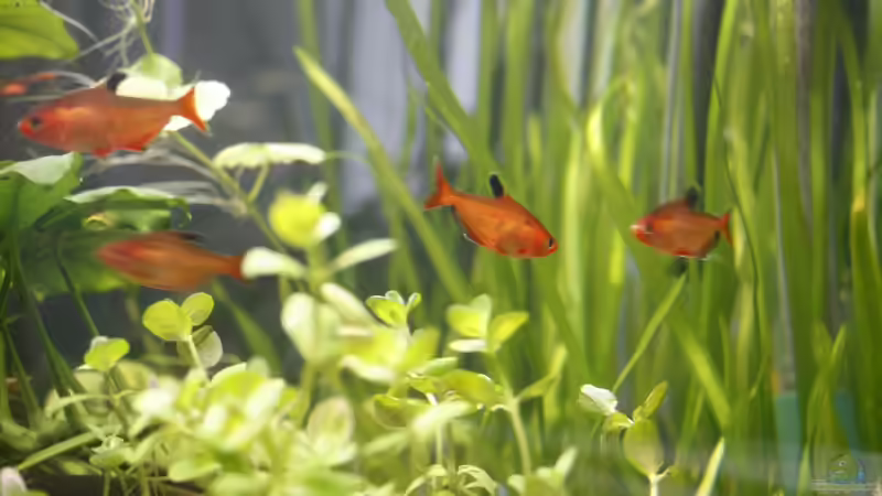 Besatz im Aquarium Raumteiler von nola46 (41)