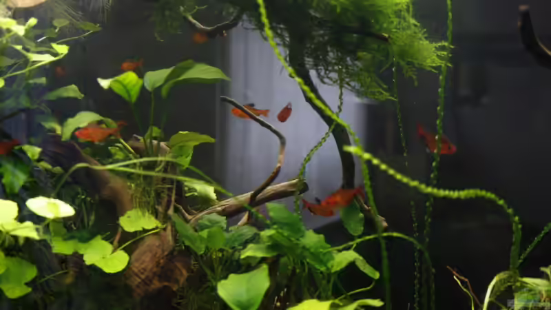 Besatz im Aquarium Raumteiler von nola46 (45)