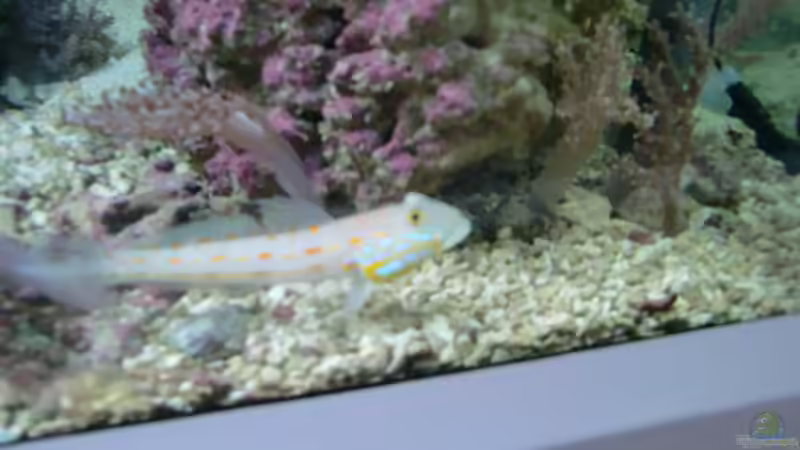 Besatz im Aquarium Raumteiler von slobe (77)