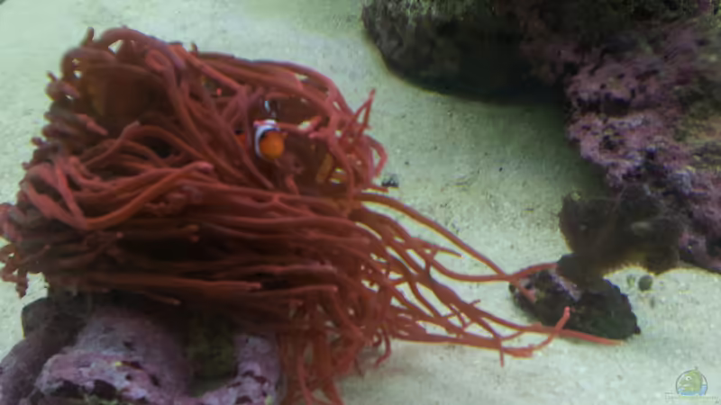 Besatz im Aquarium Raumteiler von slobe (78)