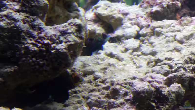 Besatz im Aquarium Raumteiler von slobe (79)