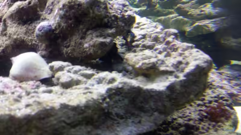 Besatz im Aquarium Raumteiler von slobe (80)