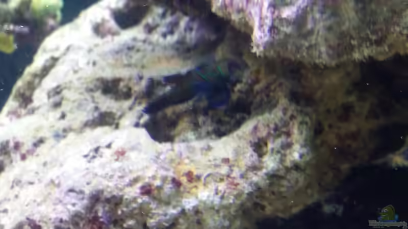 Besatz im Aquarium Raumteiler von slobe (81)