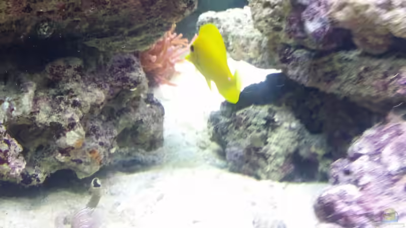Besatz im Aquarium Raumteiler von slobe (82)