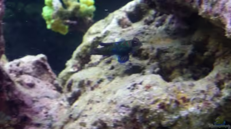 Besatz im Aquarium Raumteiler von slobe (84)