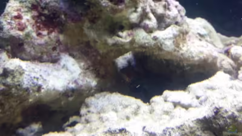 Besatz im Aquarium Raumteiler von slobe (85)