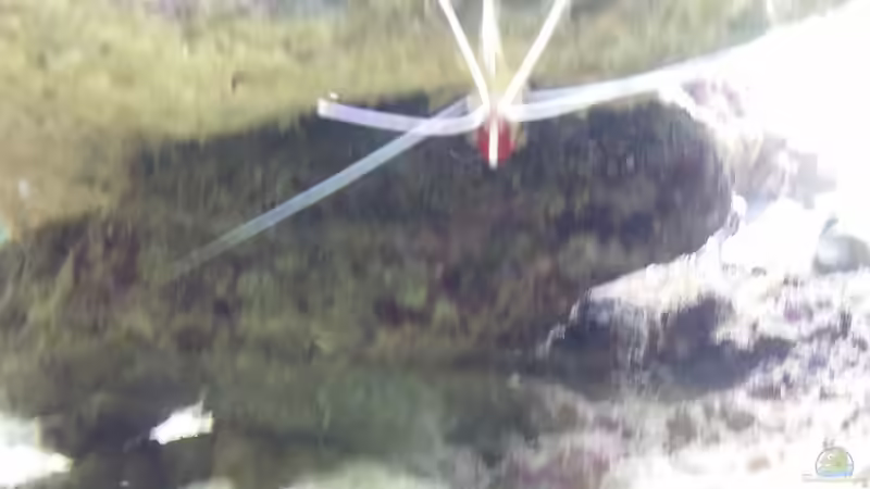 Besatz im Aquarium Raumteiler von slobe (86)