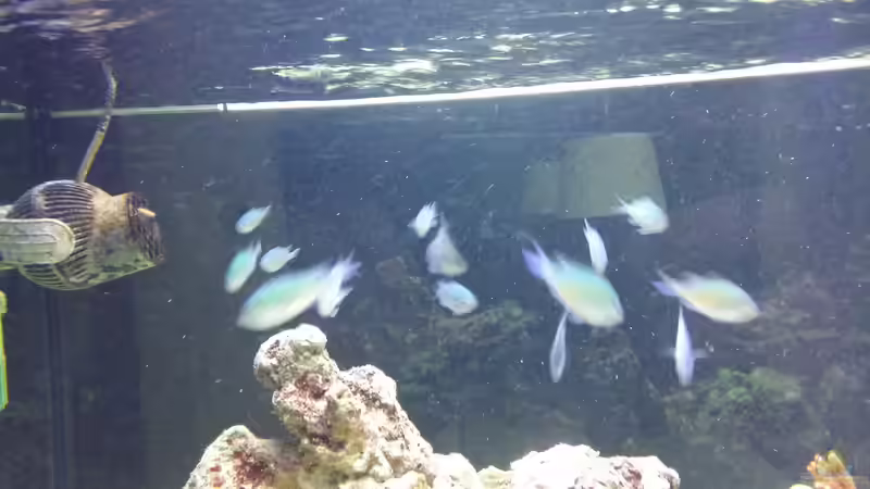 Besatz im Aquarium Raumteiler von slobe (87)