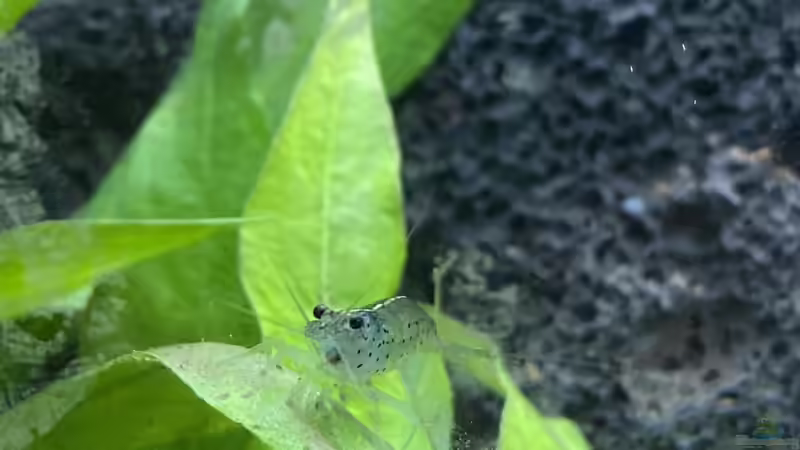 Besatz im Aquarium Raumtrenner von JustTheD (10)