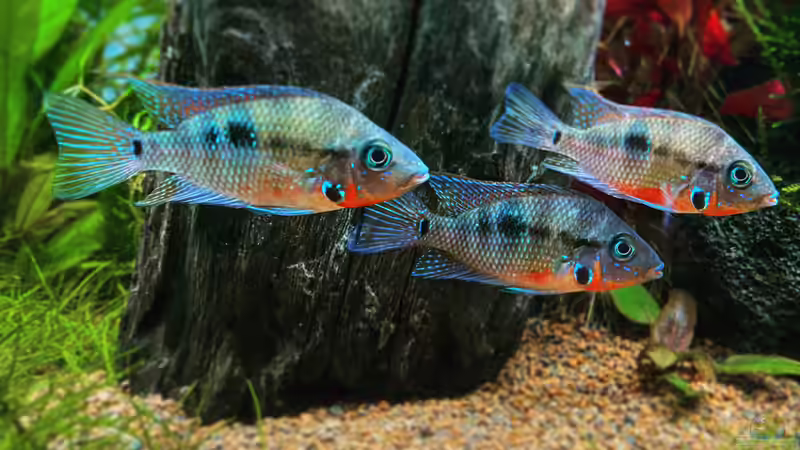 Besatz im Aquarium Raumtrenner von JustTheD (8)