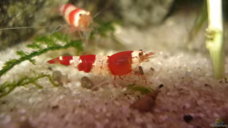 Besatz im Aquarium Red Bee Garnelen von Lukas Szewczyk (11)