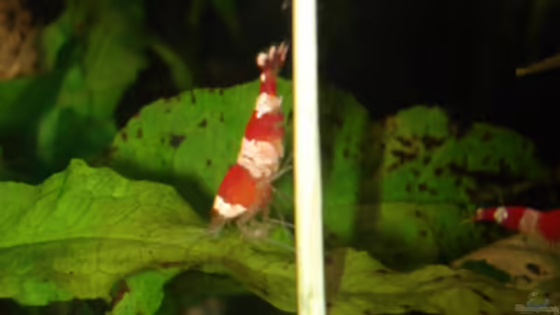 Besatz im Aquarium Red Bee Garnelen von Lukas Szewczyk (12)