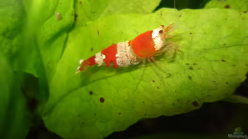 Besatz im Aquarium Red Bee Garnelen von Lukas Szewczyk (13)