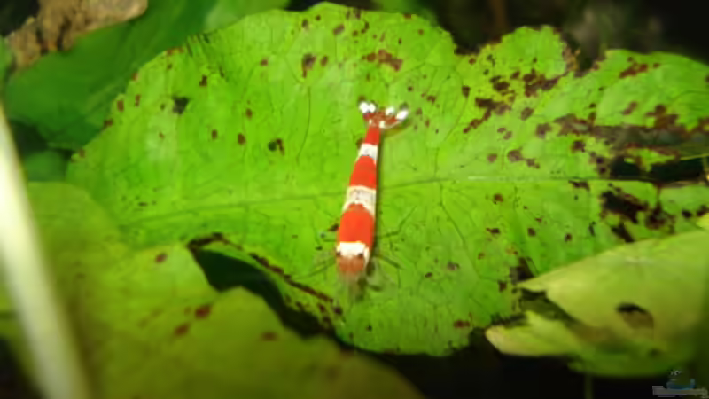 Besatz im Aquarium Red Bee Garnelen von Lukas Szewczyk (14)