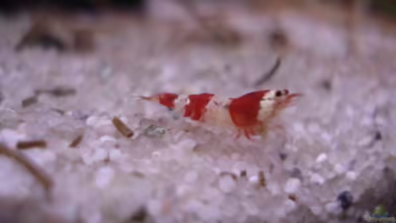 Besatz im Aquarium Red Bee Garnelen von Lukas Szewczyk (8)