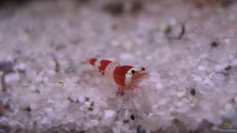 Besatz im Aquarium Red Bee Garnelen von Lukas Szewczyk (9)