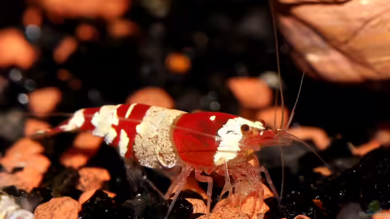 Besatz im Aquarium Red Bee Garnelen von Mona6464 (2)
