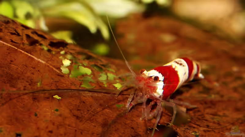 Besatz im Aquarium Red Bee Garnelen von Mona6464 (3)