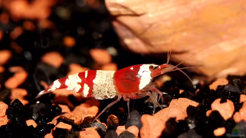 Besatz im Aquarium Red Bee Garnelen von Mona6464 (4)
