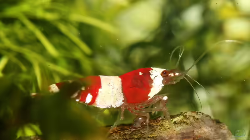 Besatz im Aquarium Red Bee Garnelen von Mona6464 (5)