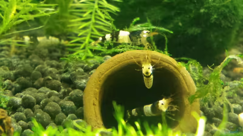 Besatz im Aquarium Red/Black Bee Becken von Aqua (10)