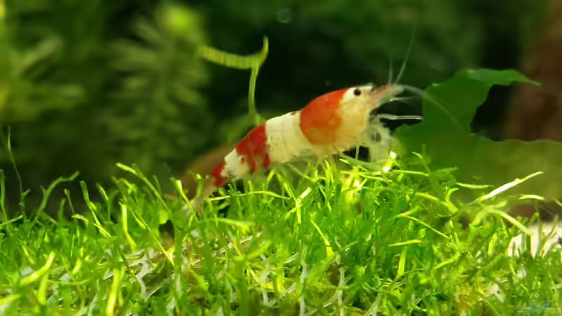 Besatz im Aquarium Red/Black Bee Becken von Aqua (9)