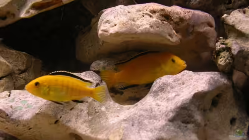 Besatz im Aquarium Red-Brown Reef von magunga rock (10)