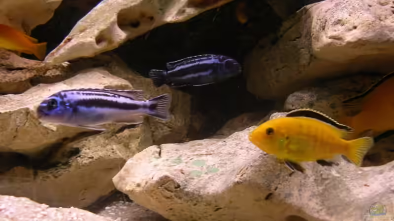 Besatz im Aquarium Red-Brown Reef von magunga rock (11)