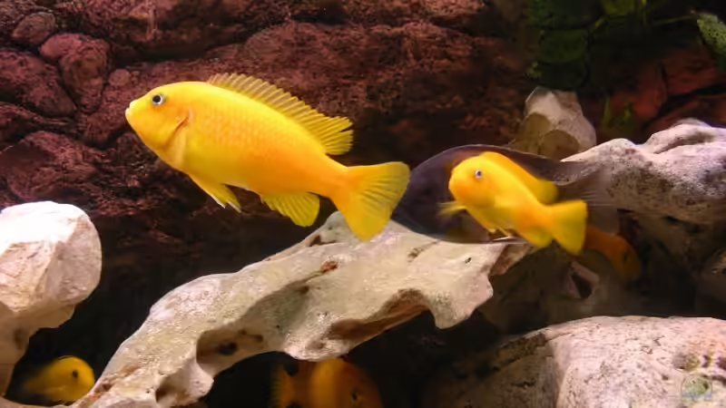 Besatz im Aquarium Red-Brown Reef von magunga rock (12)