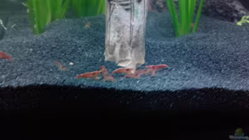 Besatz im Aquarium Red Cherry 16407 von wasserfloh (4)